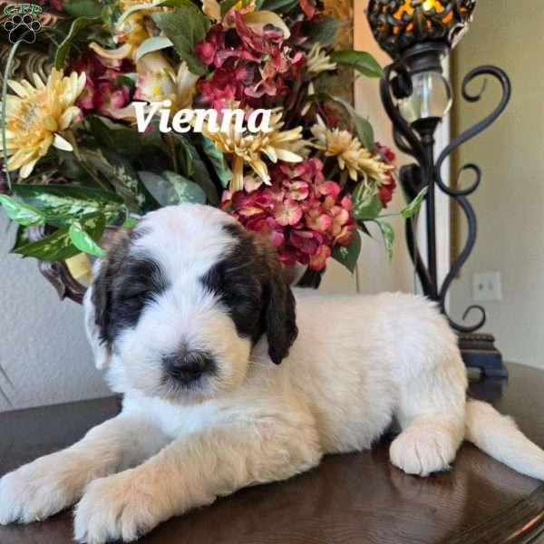 Vienna, Saint Berdoodle Puppy
